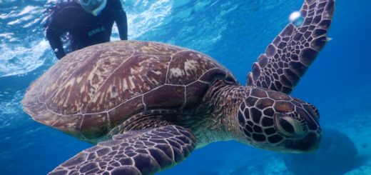 雨の宮古島はウミガメと泳ぐべきですね